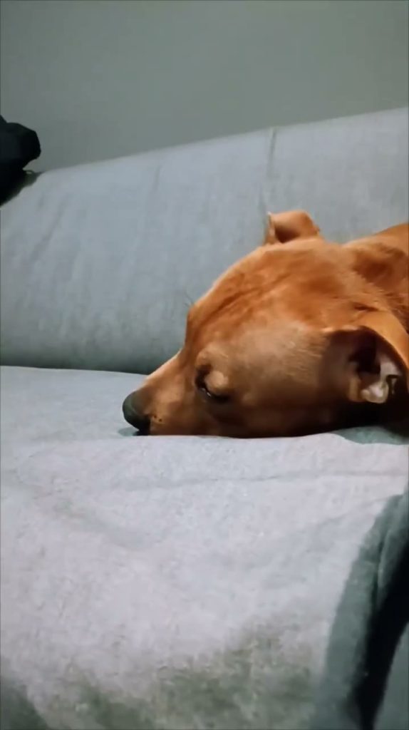 Woof woof!